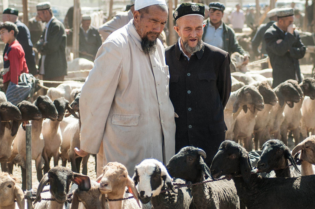 Sheeps - Silk Route to ''The Spice Blend'' - Blog | Spice Trekkers