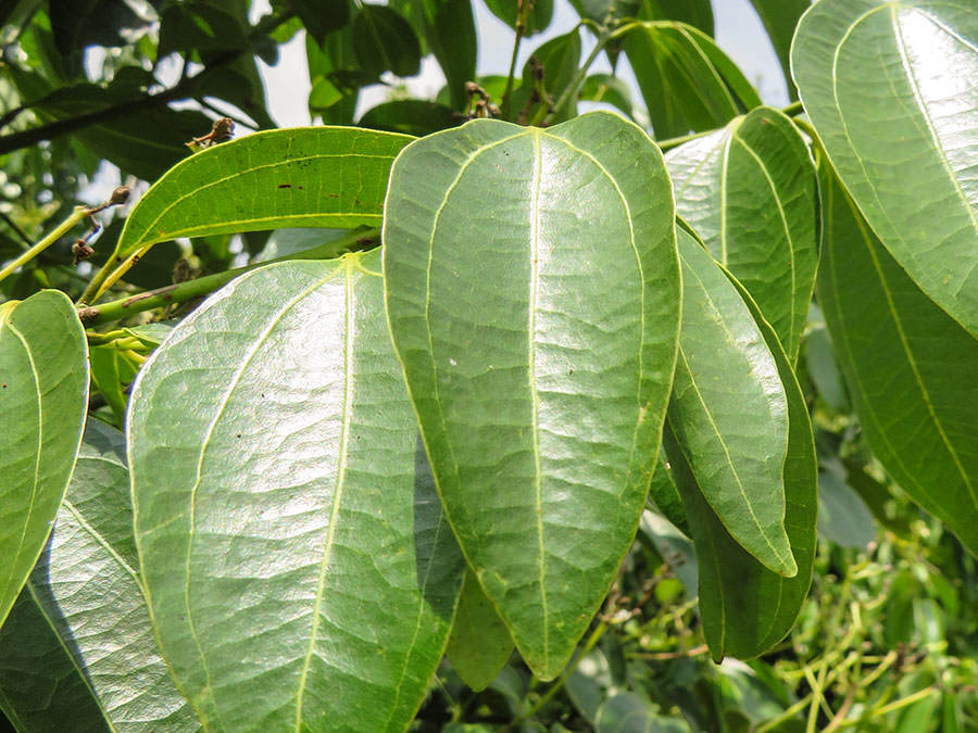 Cinnamon Leaves