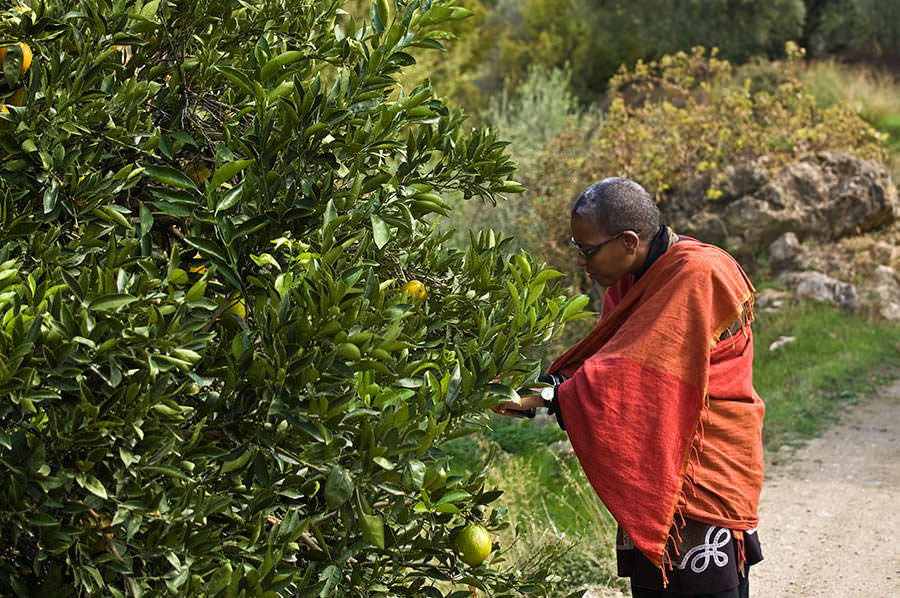 Tastes and Flavours: Crete and Provence