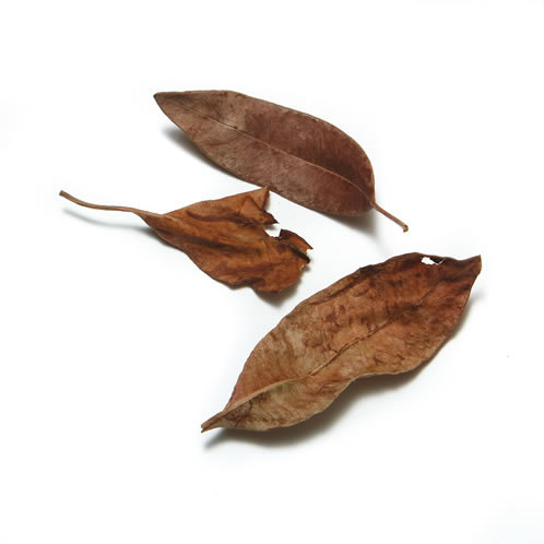 salam-leaves
