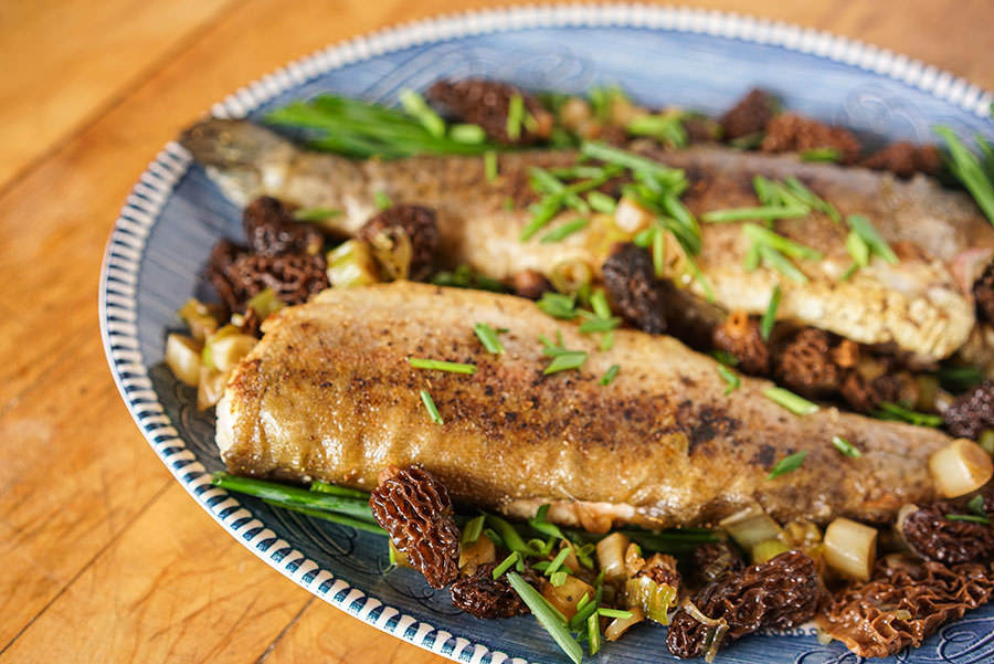 Trout with Morels